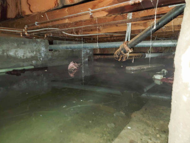 Best Water damage restoration company  in Willow Grove, TX