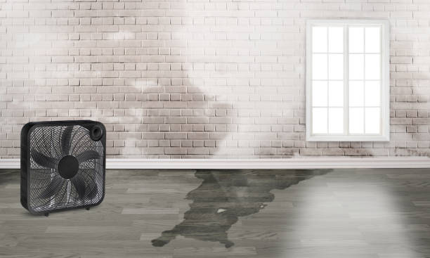 Best Water damage cleanup near me  in Willow Grove, TX